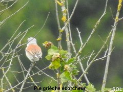 2018-06-16-Vierzon (107)